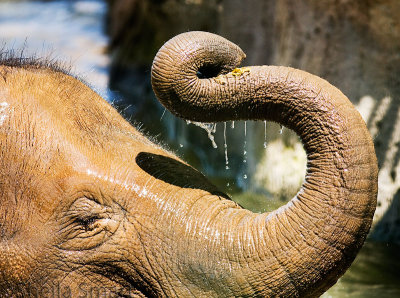 Asian elephant trunk