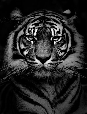 Sumatran tiger in black and white