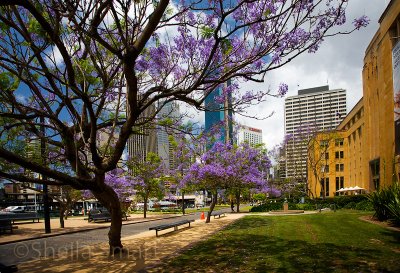 Jacaranda trees at West Circular Quay, Sydney