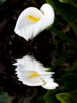 Calla lily in flood (Zantedeschia)