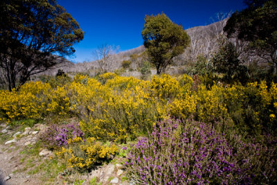 Gorse on river walk