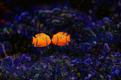 Clown fishes abstract
