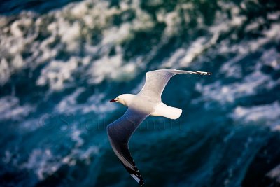 Seagull in ferry wake