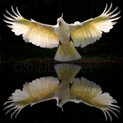 Sulphur crested cockatoo in flight  with reflection