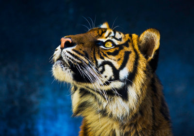 Sumatran tiger looking up