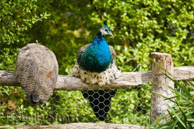 Female and male peacocks