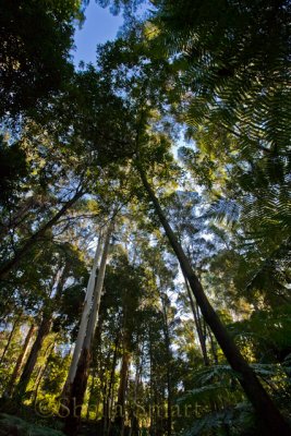 Trees in rain forest in Botanic Gardens, Canberra