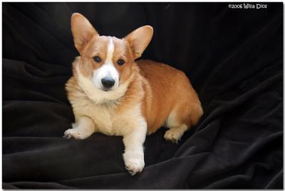 Four Month Old Welsh Pembroke Corgi