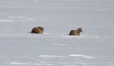 coyotes on frozen Raintree  Lake usm