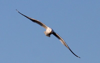 Sea Gull