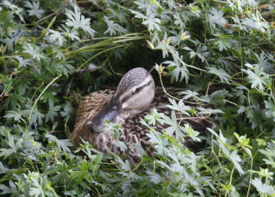 Nesting Mallard Duck_( In my wife's flower garden)