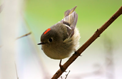  Ruby Crowned Kinglet 0044_1 stan bold.jpg