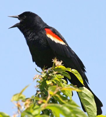 Red-winged Blackbird 5404 B stan