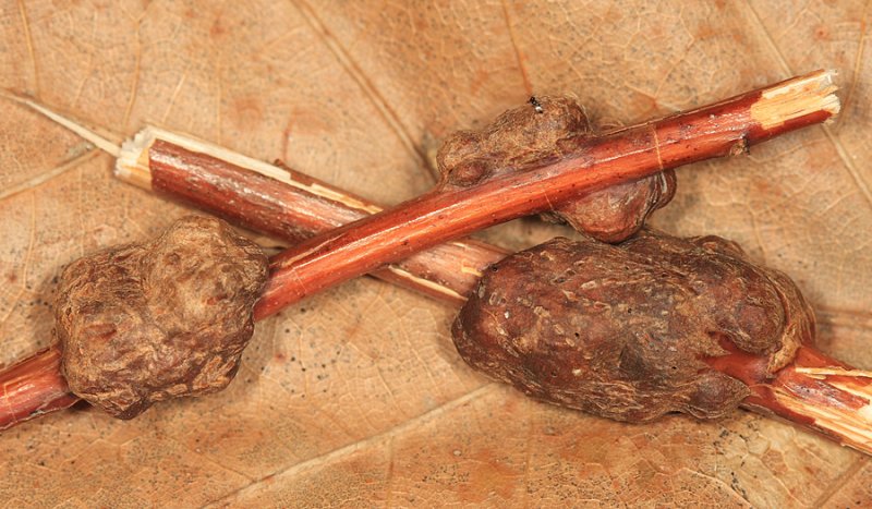 Asteromyia tumifica (Galls that Platygastridae emerged from)