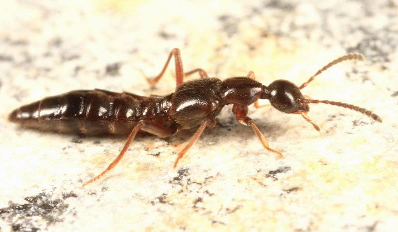 Colusa sp.