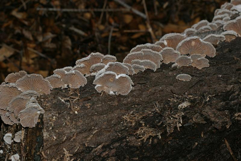 Schizophyllum commune (Split Gill)