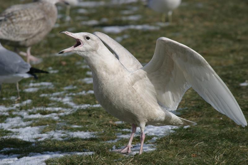 Glaucous Gull - Larus hyperboreus