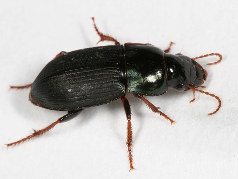 Harpalus affinis