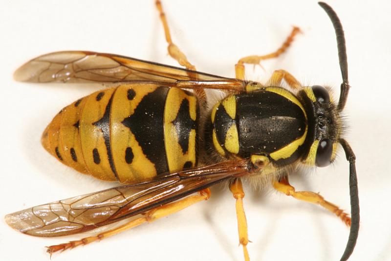 Vespula maculifrons (queen Eastern Yellowjacket)