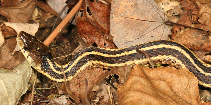 Garter Snake - Thamnophis sirtalis