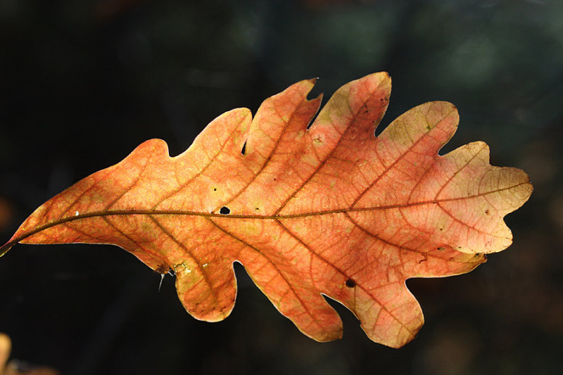 Autumn Oak Leaf