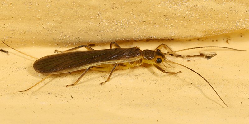 Perlesta sp.