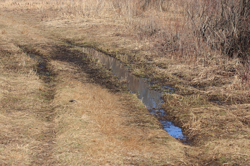 The puddle about 500 fairy shrimp were in.