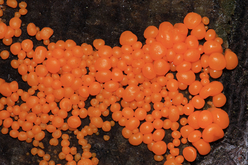 Leocarpus fragilis (Insect Egg Slime Mold)
