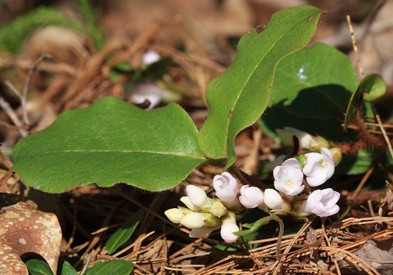 Trailing Arbutus - Epigaea repens