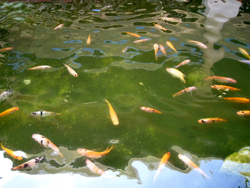 Fish in the Grand Palladium ponds