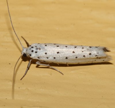 2420.1 - Spindle Ermine Moth - Yponomeuta cagnagella