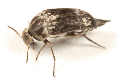 Mordella marginata