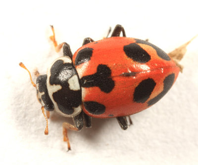 Parenthesis Lady Beetle - Hippodamia parenthesis
