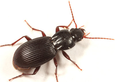 Pterostichus tristis