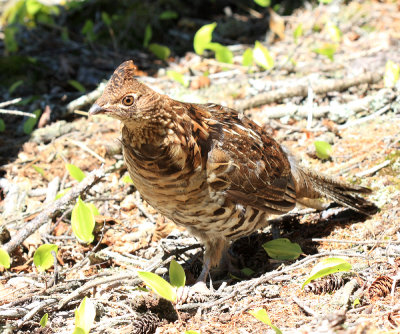 Ruffed Grouse - Bonasa umbellus