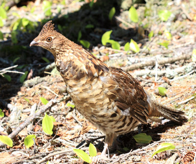 Ruffed Grouse - Bonasa umbellus