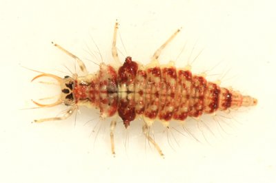 Chrysopa chi (larva)