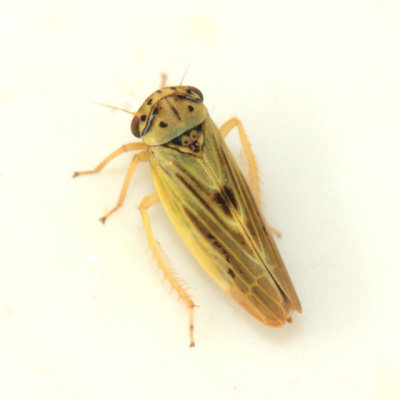 Leafhoppers genus Agalliopsis