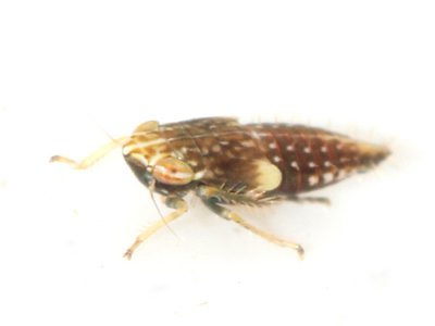 Polyamia apicata (nymph)