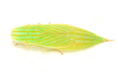 Leafhoppers genus Neohecalus