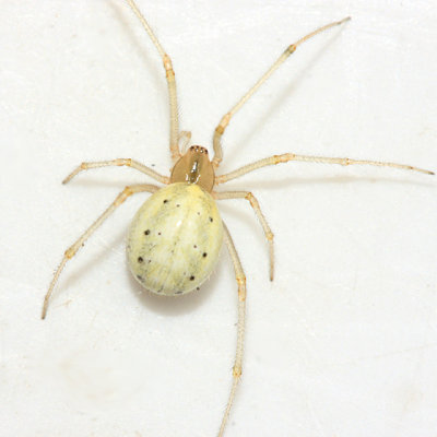 Enoplognatha sp.