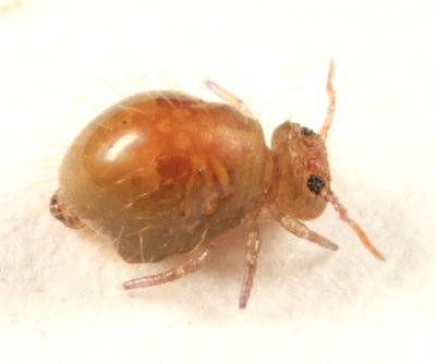 Allacma fusca