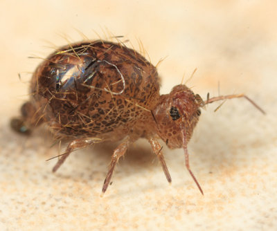 Allacma fusca