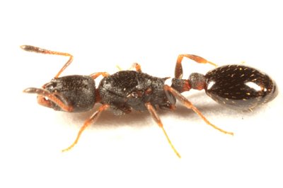 Leptothorax sp. (queen)