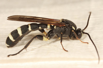 Metopius sp.