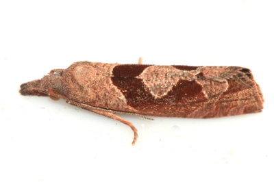 3116.1 - Boomerang Eucosma Moth - Eucosma similiana