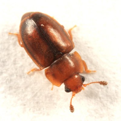 Epuraea corticina