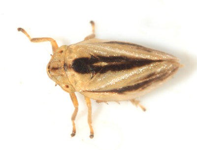 Meadow Spittlebug - Philaenus spumarius