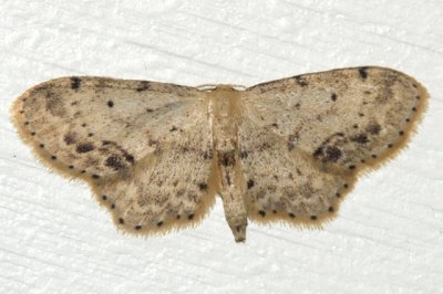 7126 - Single-dotted Wave - Idaea dimidiata