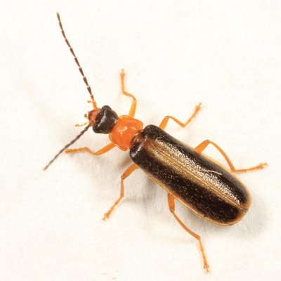 Rhagonycha mollis